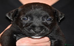 Belgian Shepherd Dog dogs for sale: Exceptional Herders from World-Class Lines - Image 32