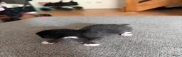 Mixed Breed cats for sale: Beautiful mixed breed kittens  - Advert 8