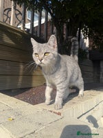 British Shorthair cats - Advert 3