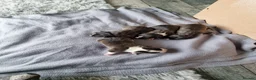 Staffordshire Bull Terrier dogs for sale: Staffy s due on the 23rd - Advert 10