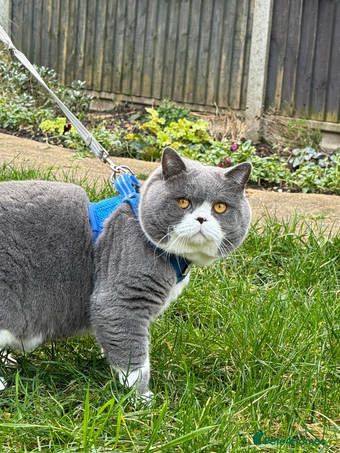 British Shorthair cats for stud: British Shorthair Blue Bicolour male stud duties in Enfield - Advert 3