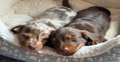 Miniature Dachshund dogs - Advert 7