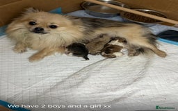 Pomchi dogs for sale: Pomchi F1BB - Image 4
