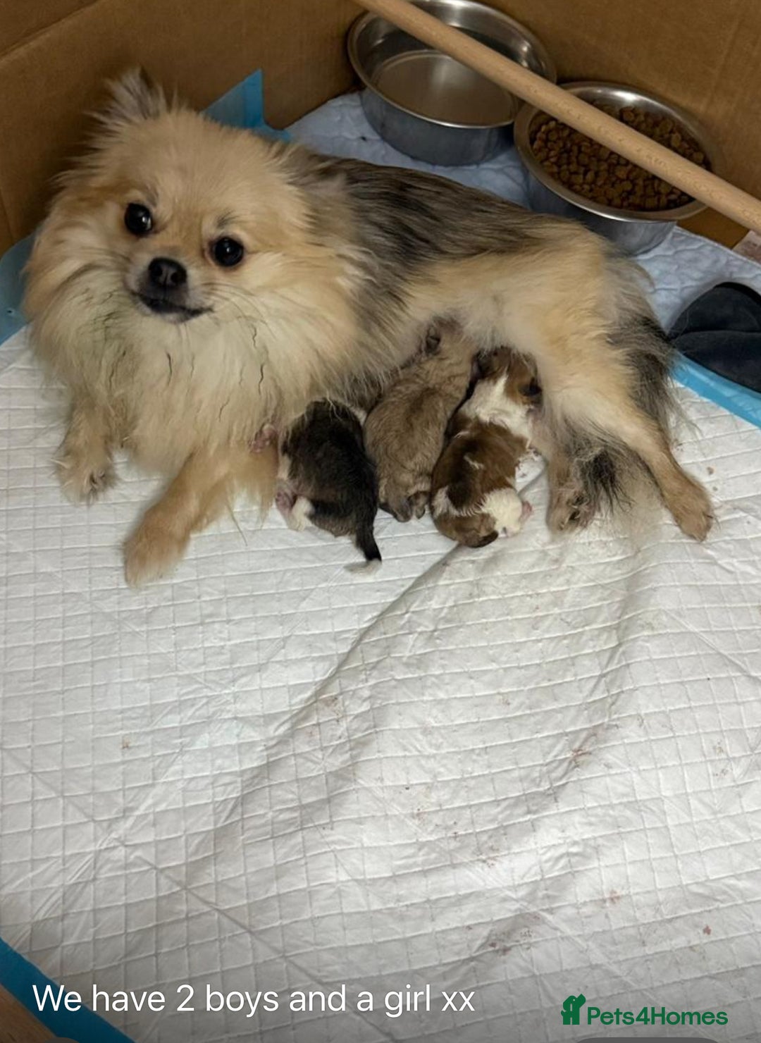 Pomchi dogs for sale: Pomchi F1BB - Image 4