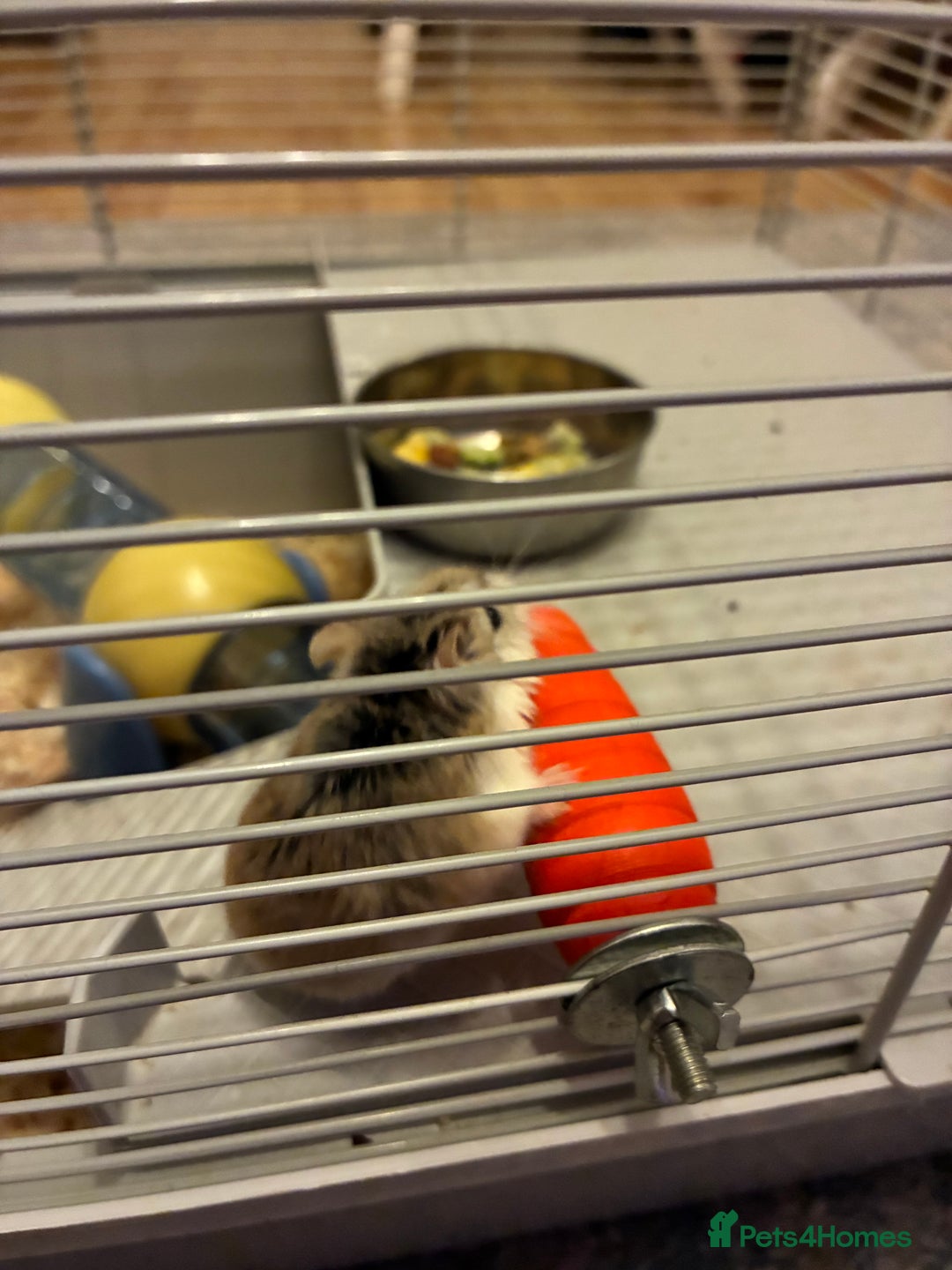 Hamster rodents for sale: Beautiful tiny Robo Hamster called Minnie - Advert 4