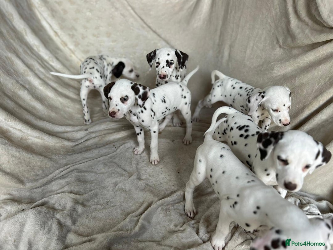 Dalmatian dogs for sale: Liver spot Dalmatian puppies - Image 3