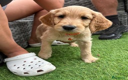 Goldendoodle dogs for sale: ⭐️ F1 Outstanding Golden Doodles ⭐️ - Image 16