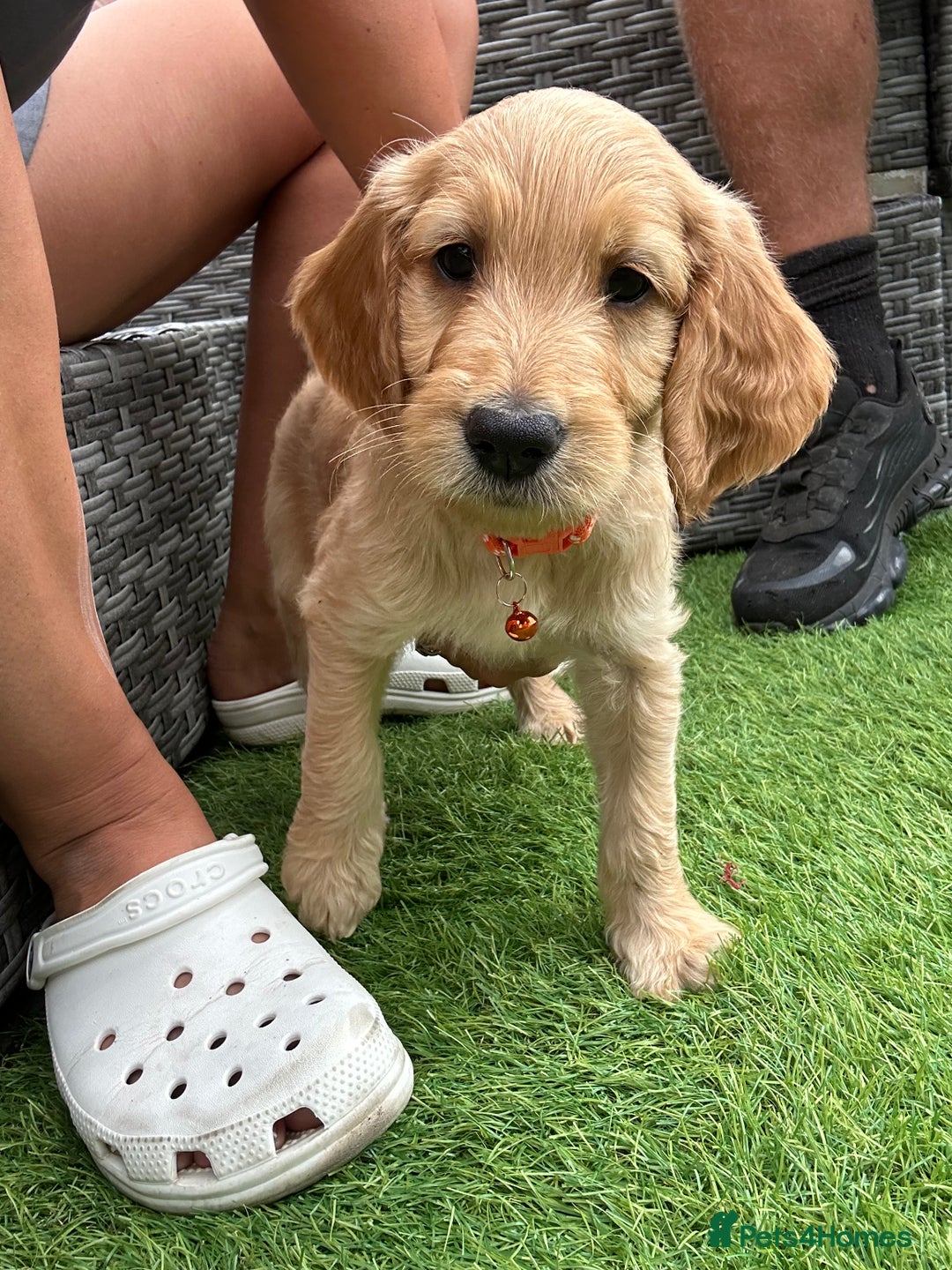Goldendoodle dogs for sale: ⭐️ F1 Outstanding Golden Doodles ⭐️ - Image 16