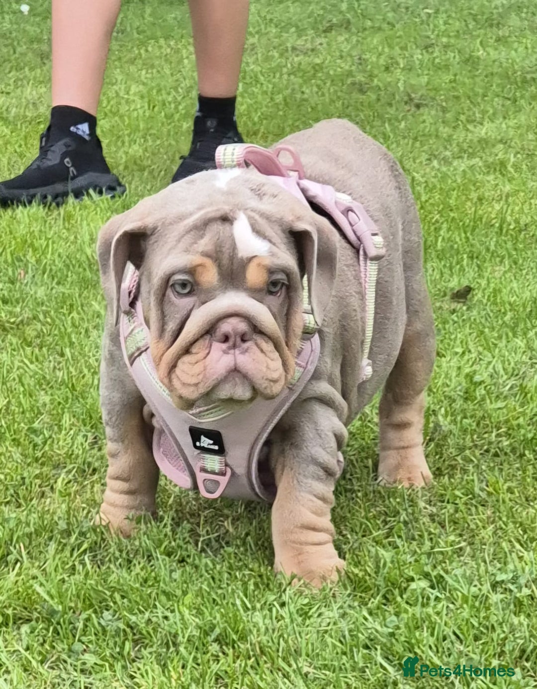 English Bulldog dogs for sale: Final Female English Bulldog available - Image 4