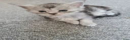 Maine Coon cats for sale: Maine coon kittens - Advert 6