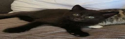 Domestic Shorthair cats for sale: Lovely kittens in Coventry - Advert 3