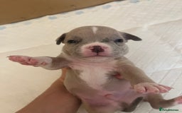 American Bull Staffy dogs for sale: 10 pocket bully - Advert 17