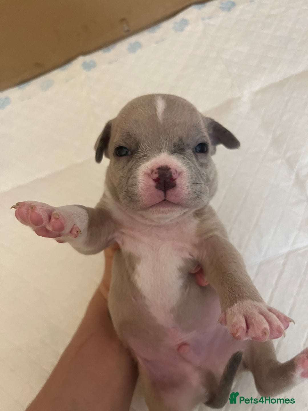 American Bull Staffy dogs for sale: 10 pocket bully - Advert 17