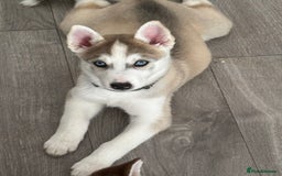 Siberian Husky dogs for sale: Siberian huskies  for sale  - Image 1