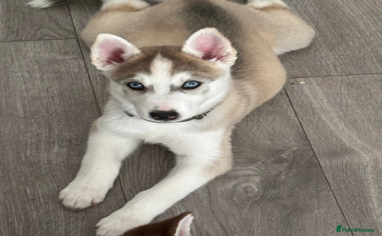 Siberian Husky dogs - Advert 2