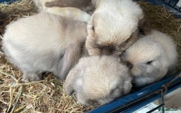 Mini Lop rabbits for sale: Pure bred mini lop rabbits - Image 9