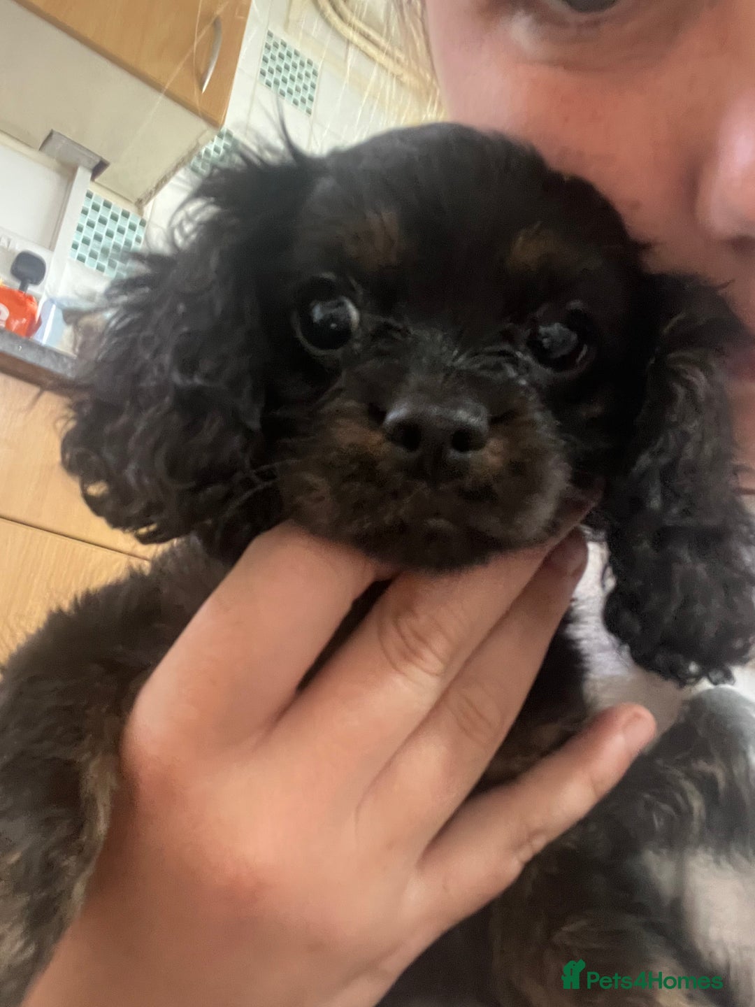 Cavapoo dogs for sale: Cavapoo x Cavalier - Image 18
