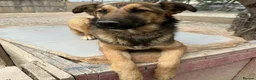 Mixed Breed dogs for adoption: Ted (German Shepherd mix) in Chesterfield - Advert 5