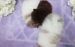 Pomeranian dogs for sale: PARTI MERLE QUALITY KC POMERANIANS - Image 25