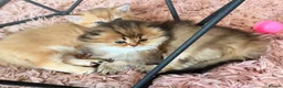 Scottish Fold cats for sale: Teddy Bear Scottish / Persian cross Fold Kittens  in London - Advert 9