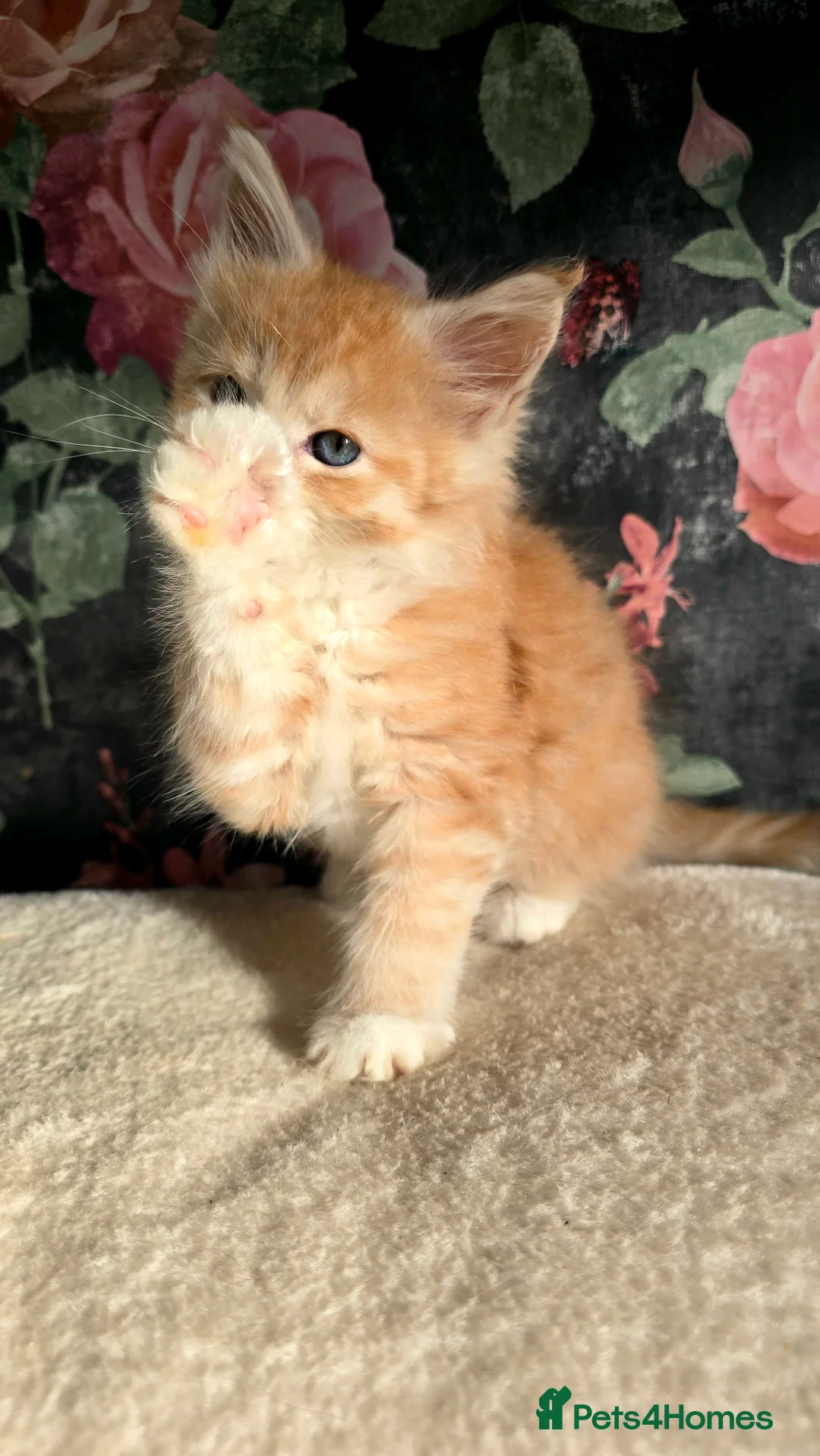 Maine Coon cats for sale: Stunning Maine coons  - Advert 3