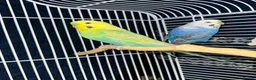 Budgerigars birds for sale: Budgie pair - Advert 5