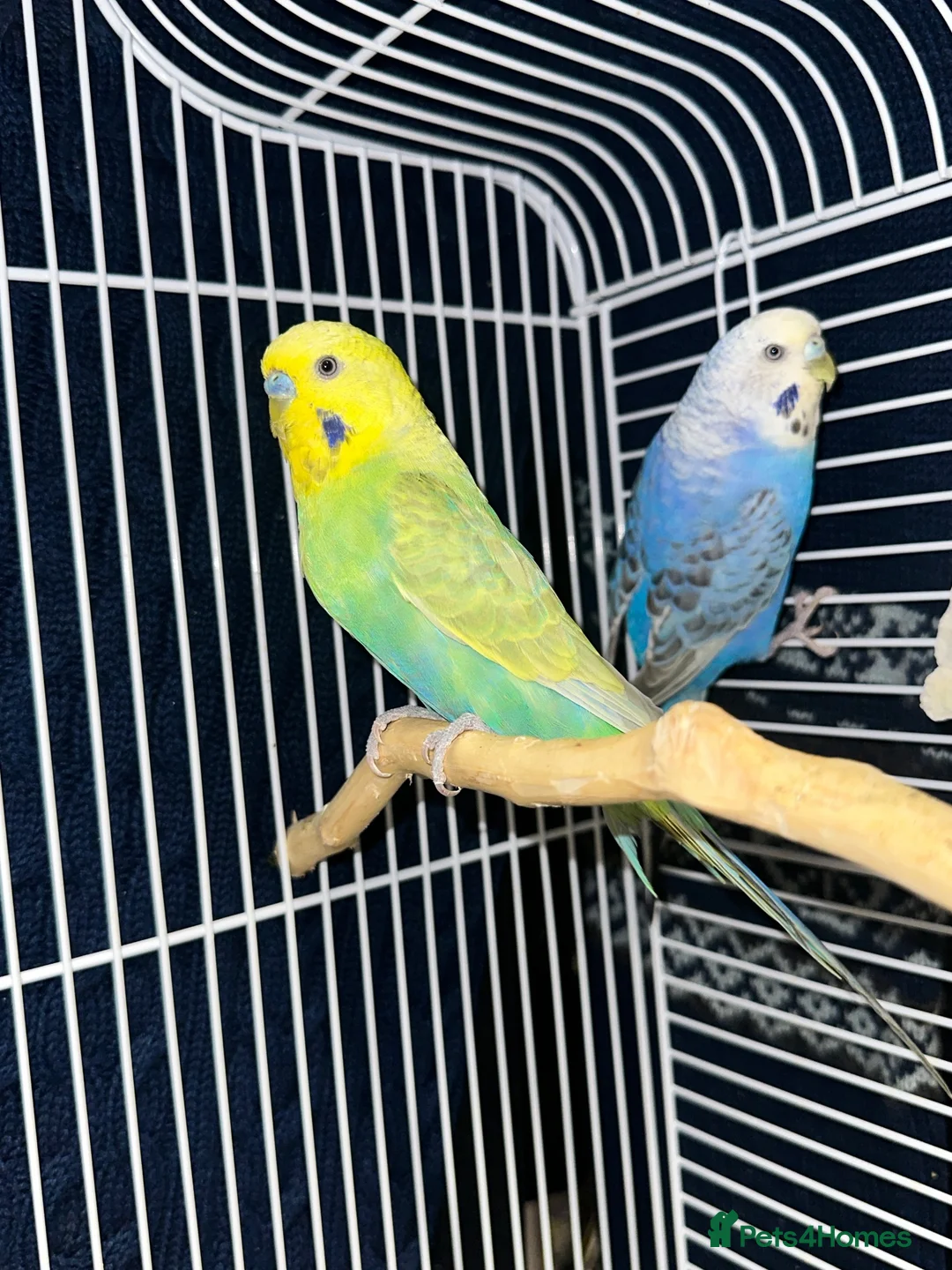 Budgerigars birds for sale: Budgie pair - Advert 5
