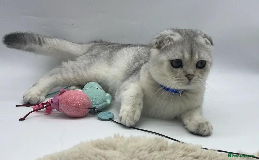Scottish Fold cats for sale: Beautiful Scottish Fold Boy - Advert 5
