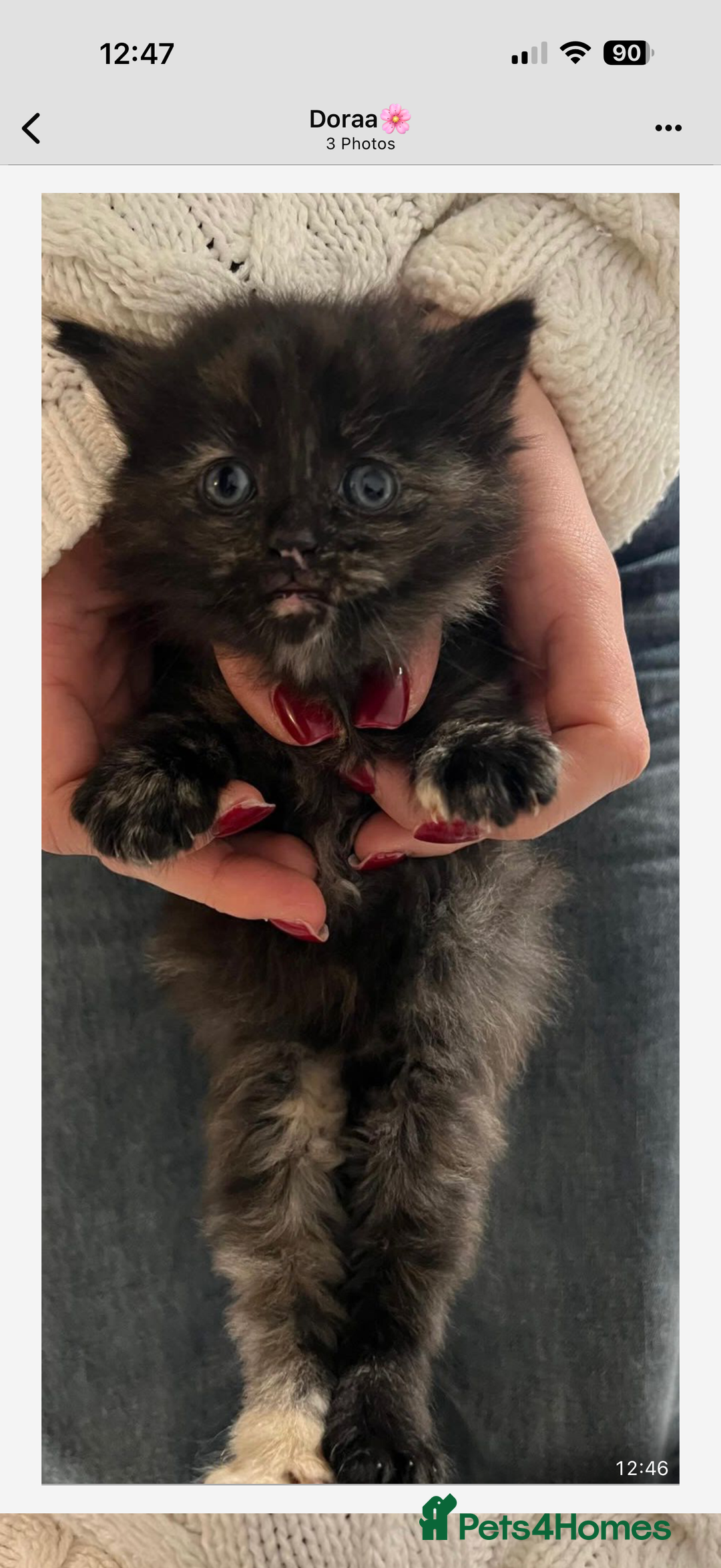 Turkish Angora cats for sale: Kittens for sale - Healthy,Clean & Well cared  - Advert 4