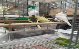 Canaries birds for sale: Mixed canaries  - Image 3