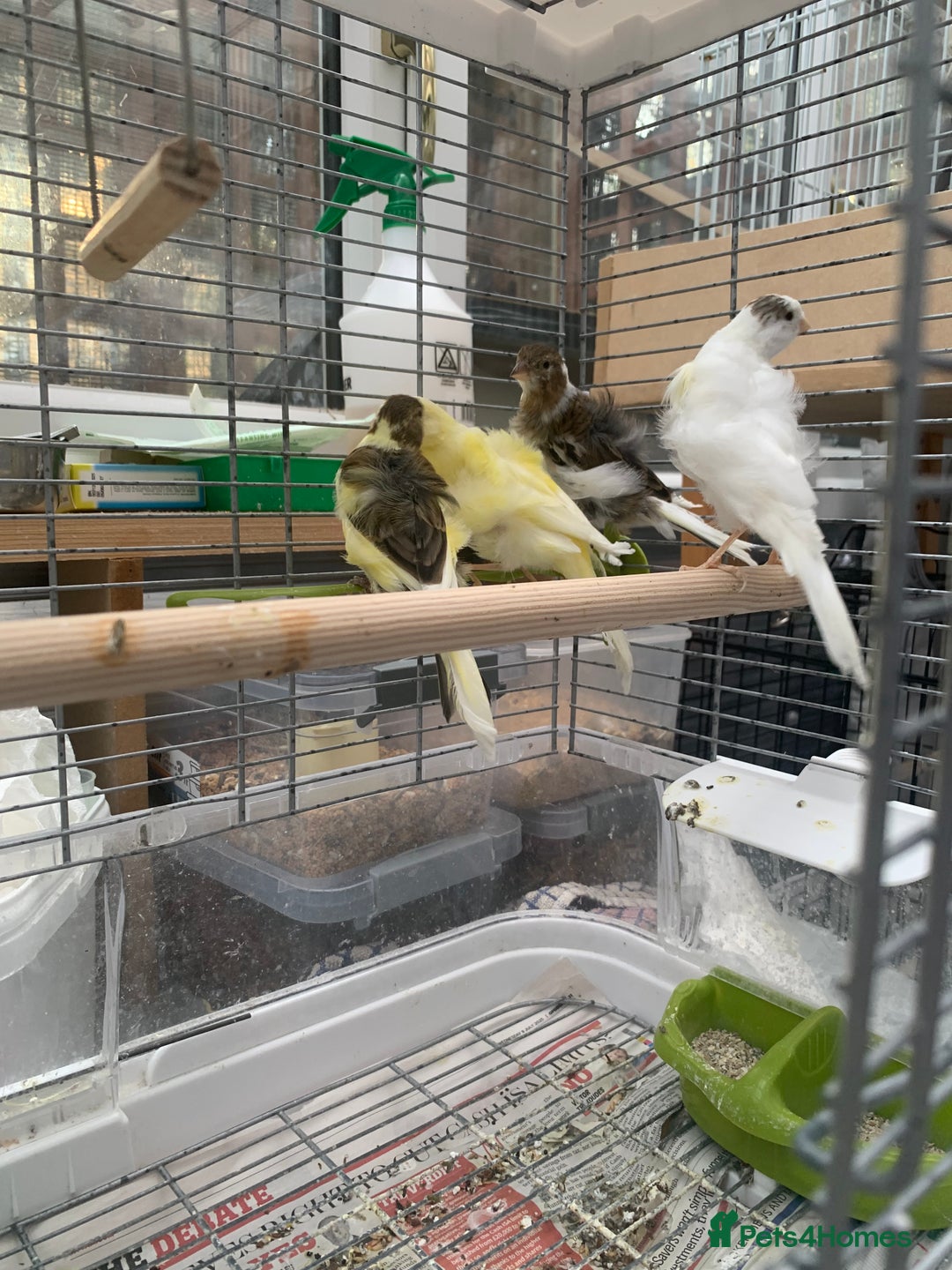 Canaries birds for sale: Mixed canaries  - Image 3