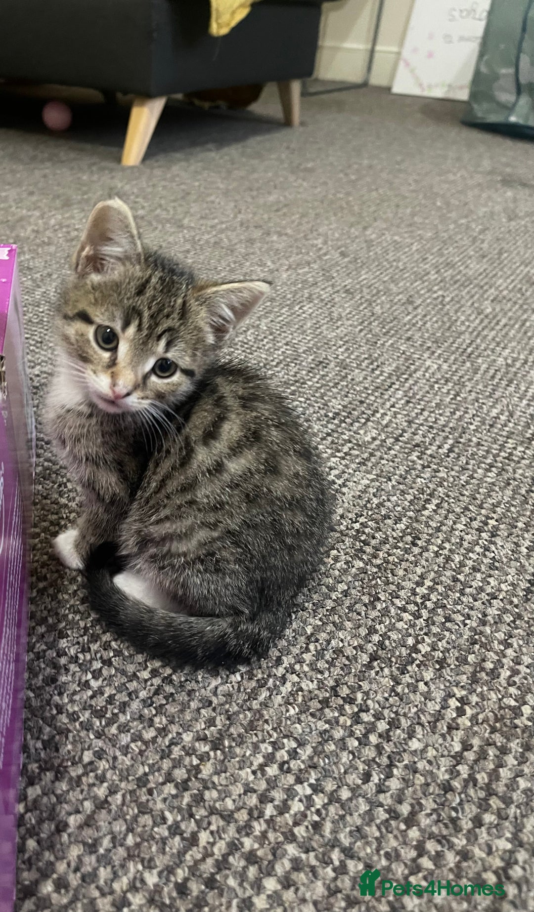 European cats for sale: Adorable kittens for sale  - Image 9