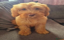 Cockapoo dogs for sale: 6 month boy cockerpoo - Image 2