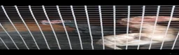 Chickens poultry for sale: Brazilian x Thai shamo hens - Advert 1