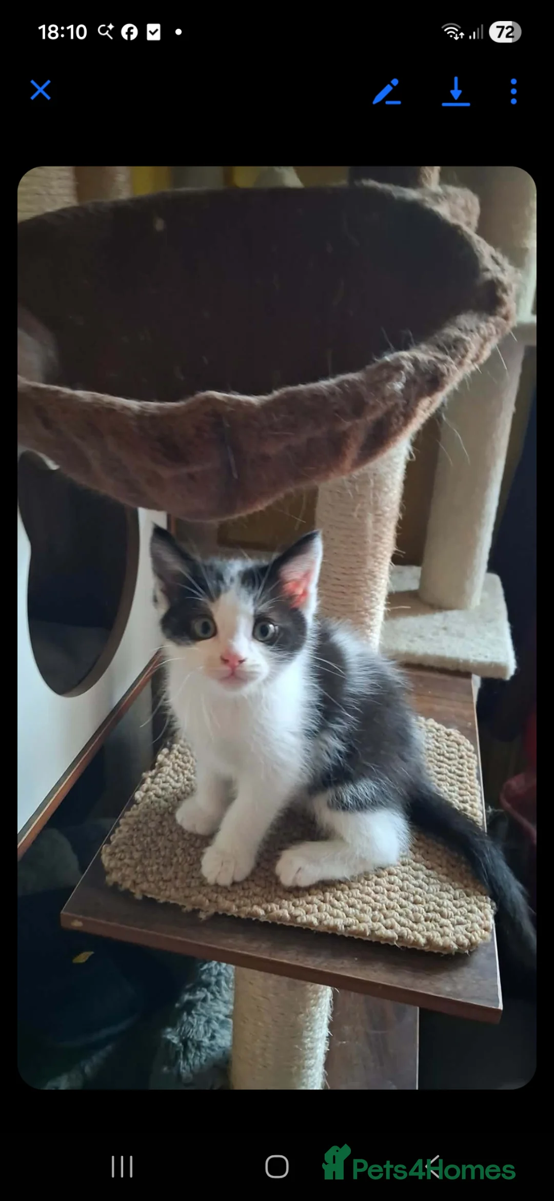 Maine Coon cats for sale: Maine coon x ragdoll  - Advert 4