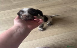 Sprocker dogs for sale: Sprocker spaniel puppy’s  - Image 7