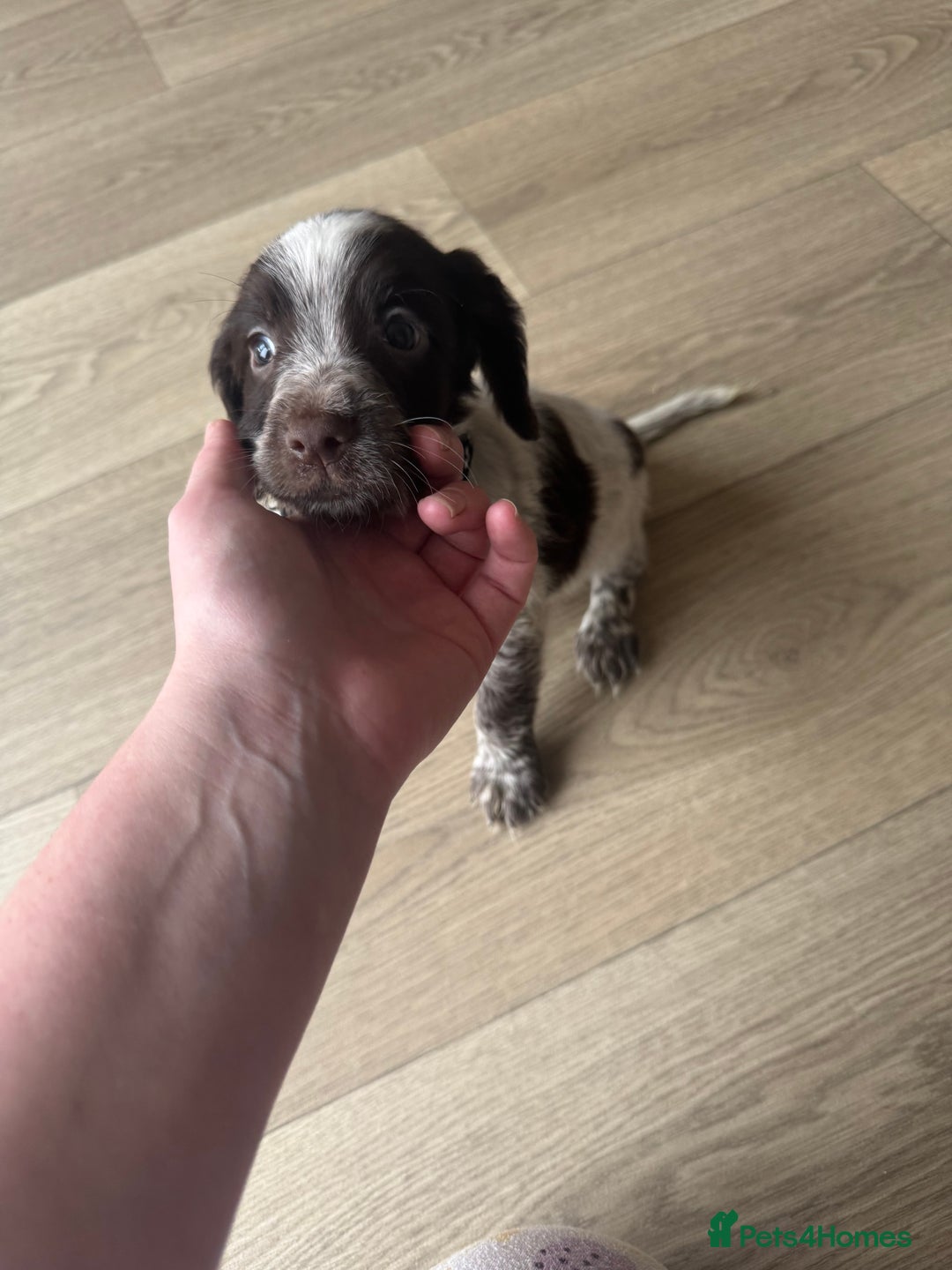 Sprocker dogs for sale: Sprocker spaniel puppy’s  - Image 7