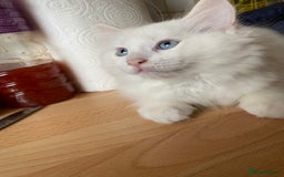Ragdoll cats for sale: Ragdoll Kittens  - Image 6