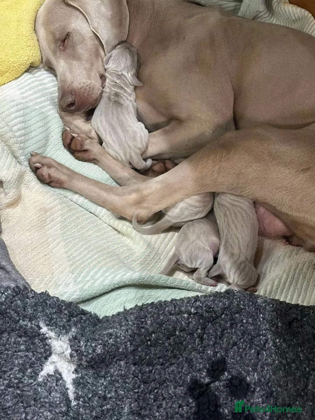 Weimaraner dogs for sale: Quality Dual purpose puppies for sale - Advert 4