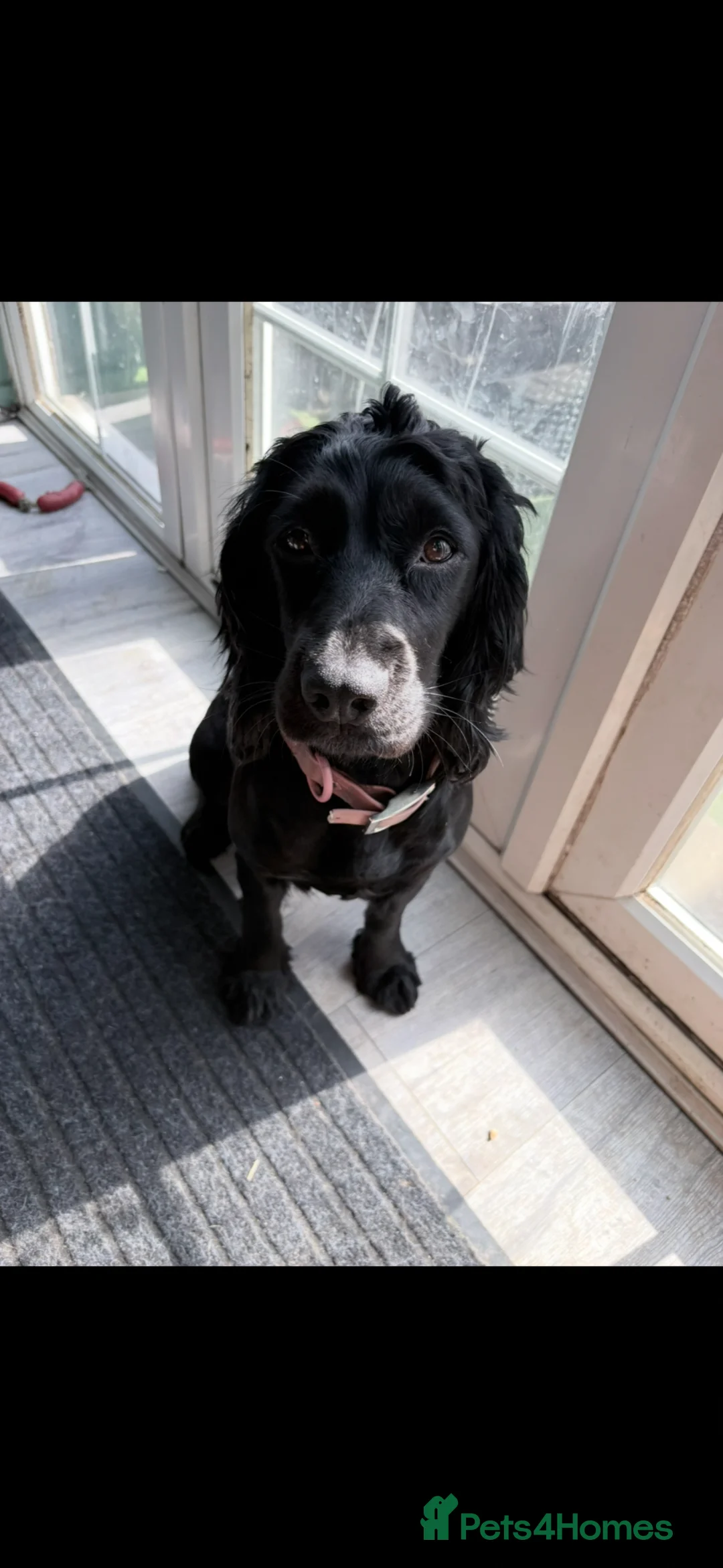 Cocker Spaniel dogs for sale: Working cocker spaniel  - Advert 1