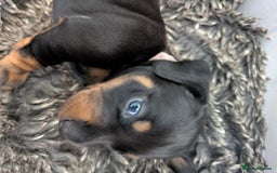 Dachshund dogs for sale: 🐾 Standard Dachshund Puppies-Absolutely perfect🐾 - Image 13