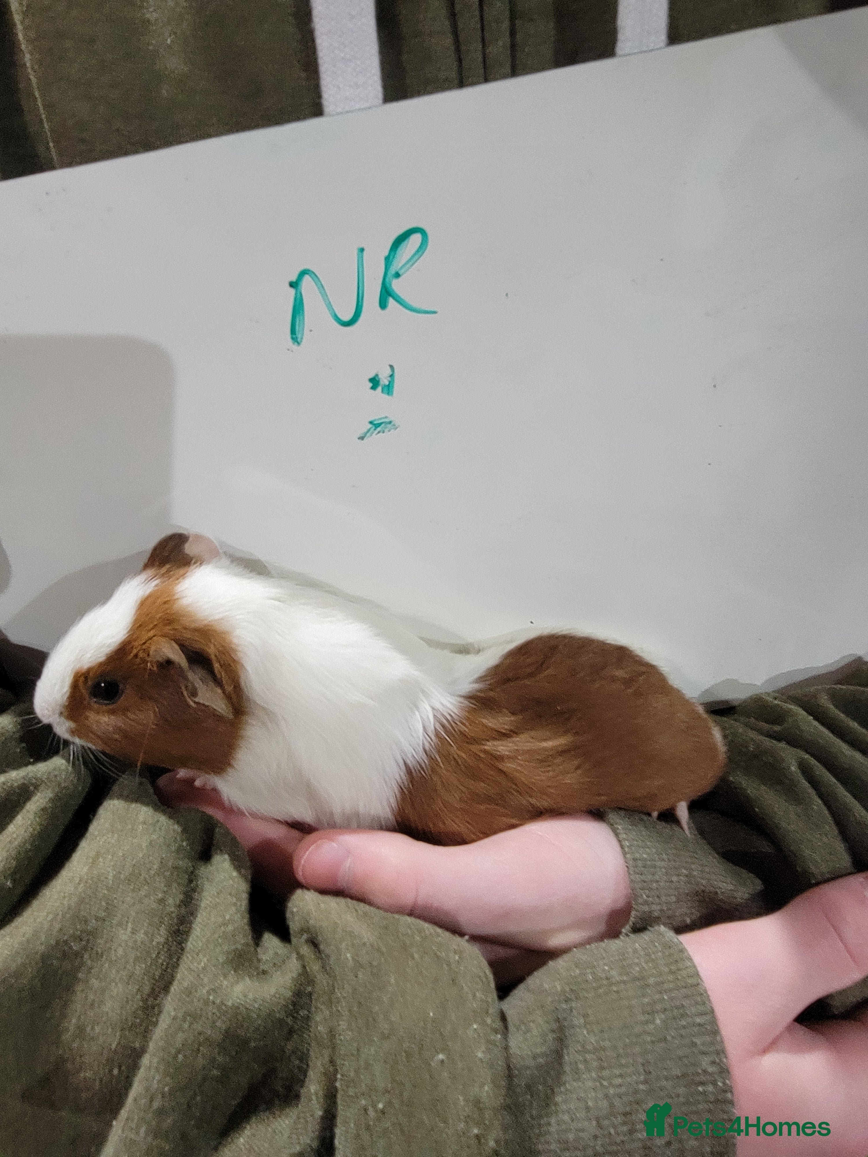 Guinea Pig rodents Male guinea pigs - Advert 1