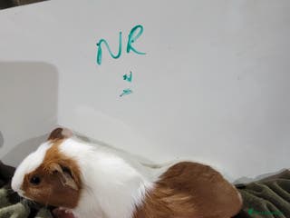 Guinea Pig rodents Male guinea pigs - Advert 8