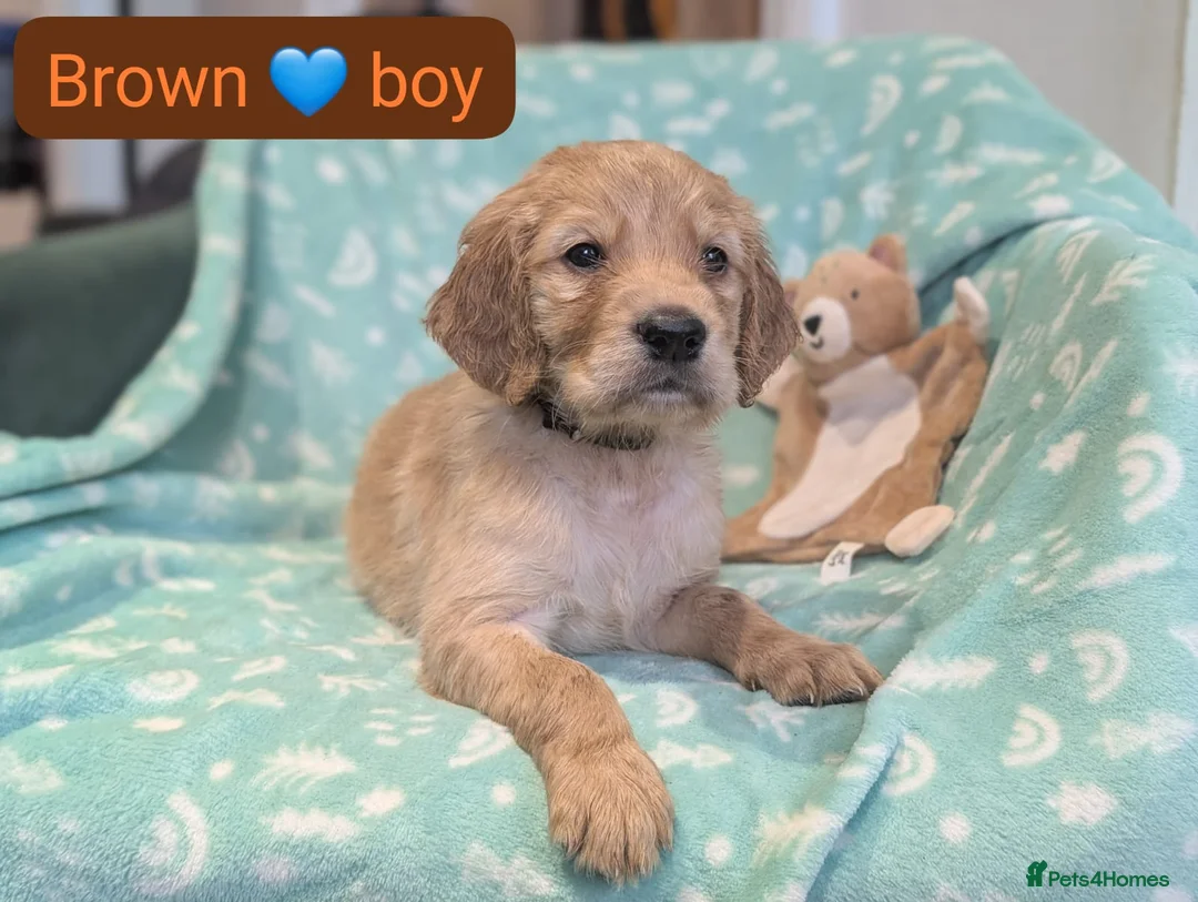 Mixed Breed dogs for sale: Golden Retriever x Irish Setter puppies!! SO CUTE! - Advert 16