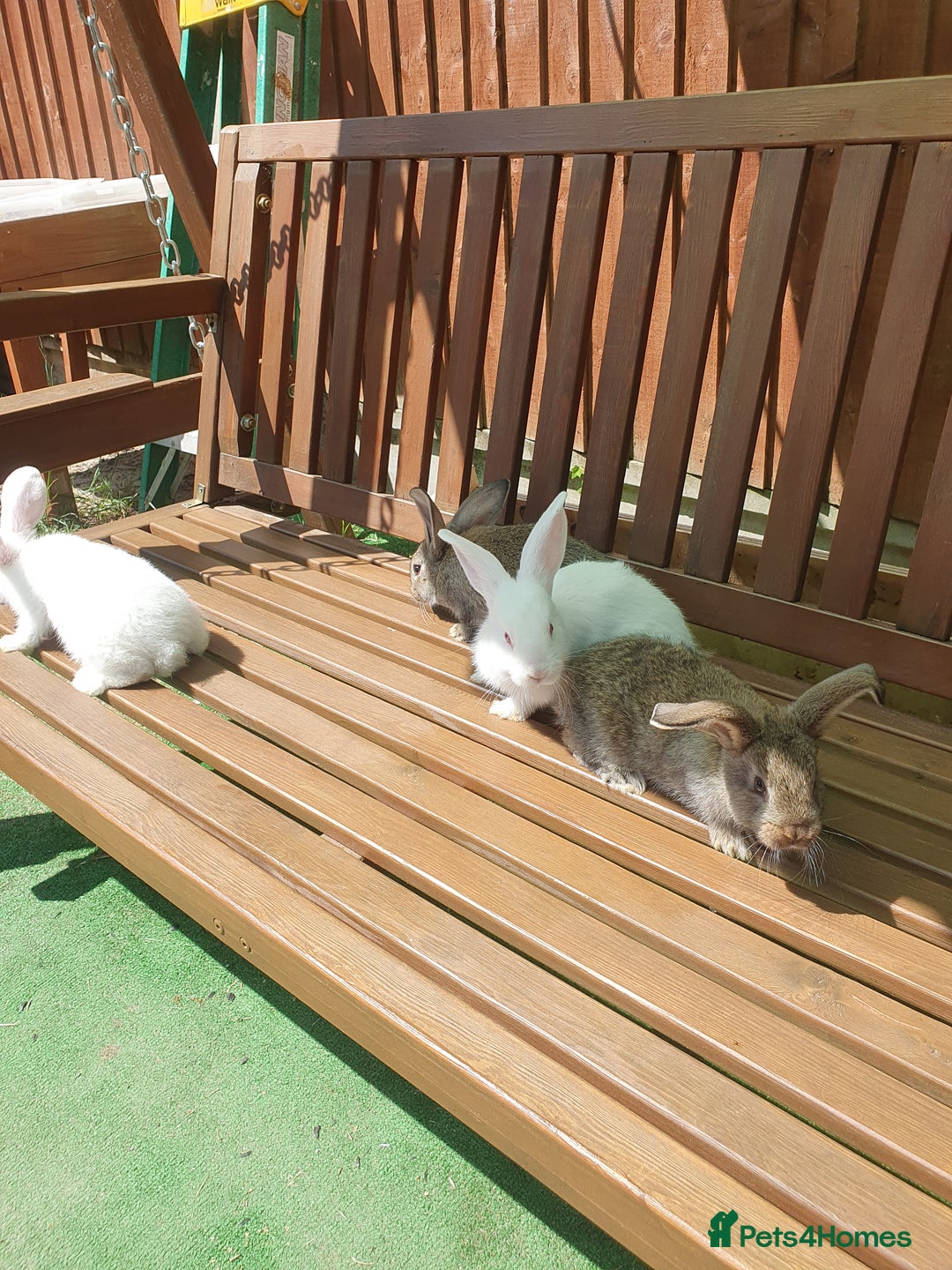 Mixed Breed rabbits for sale: Rabbits for sale  - Image 1