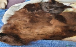 Domestic Shorthair cats for sale: Beautiful cats need rehoming  - Image 8