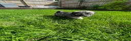 Schnoodle dogs for sale: Gorgeous Schnoodle Puppies  - Advert 8