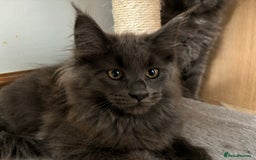 Maine Coon cats for sale: Stunning Maine Coon Kittens  - Image 9