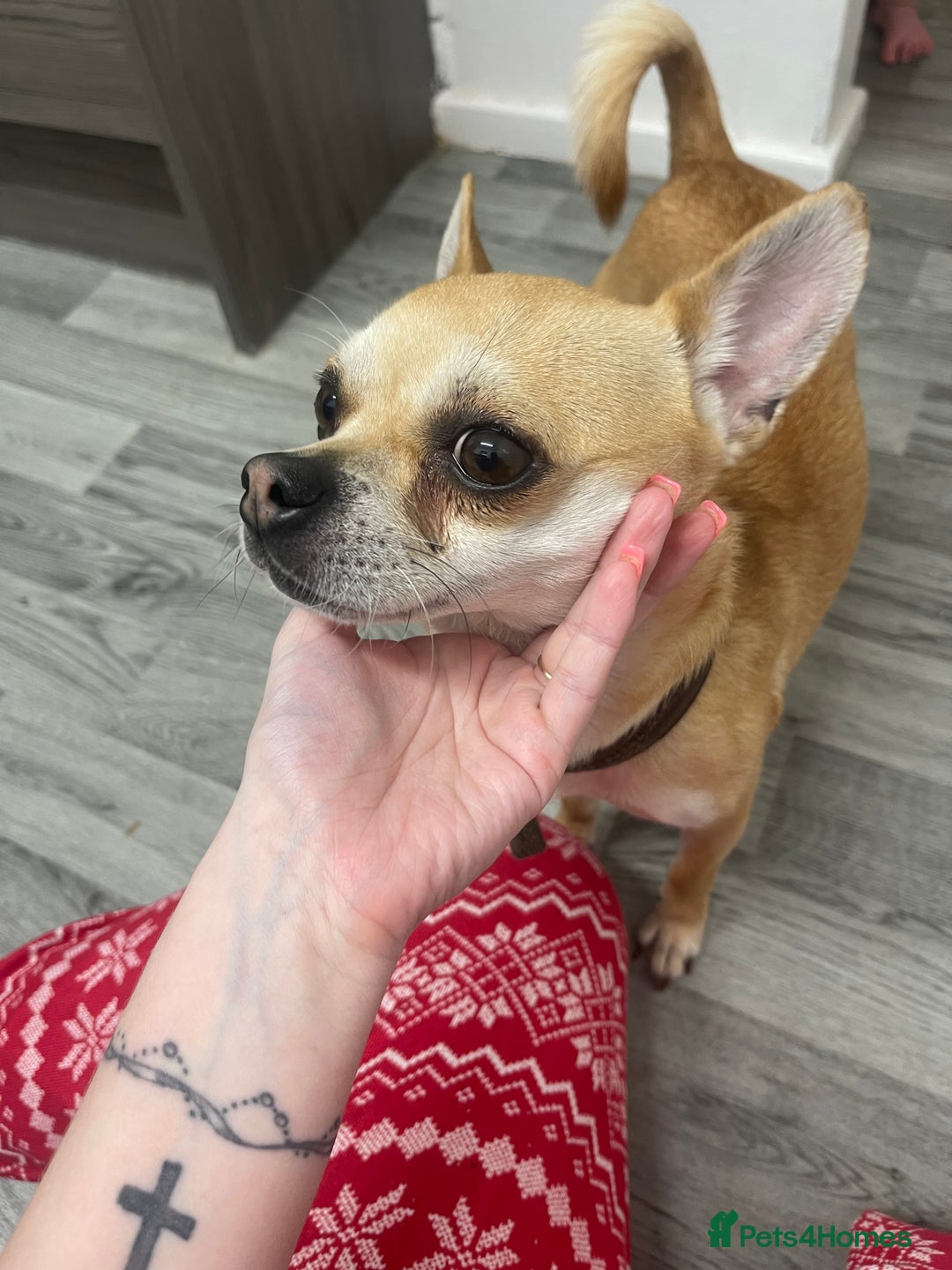 Chihuahua dogs for sale: Full bread chihuahua - Advert 2