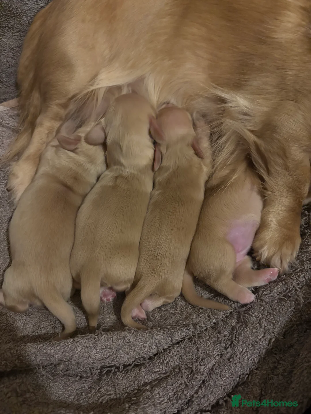 Miniature Dachshund dogs for sale: KC Registered Longhaired Miniature Dachshund Pups - Advert 3